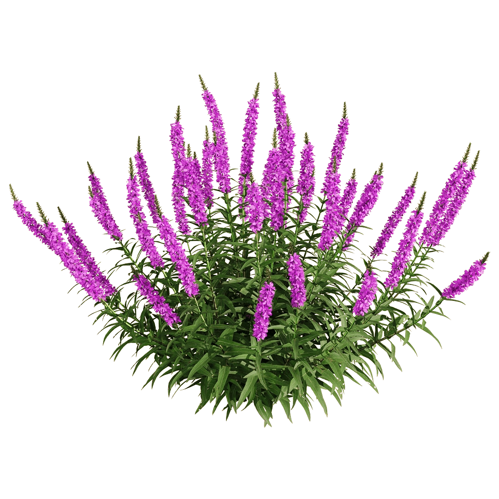 decoration - Lythrum salicaria 6 3D Model