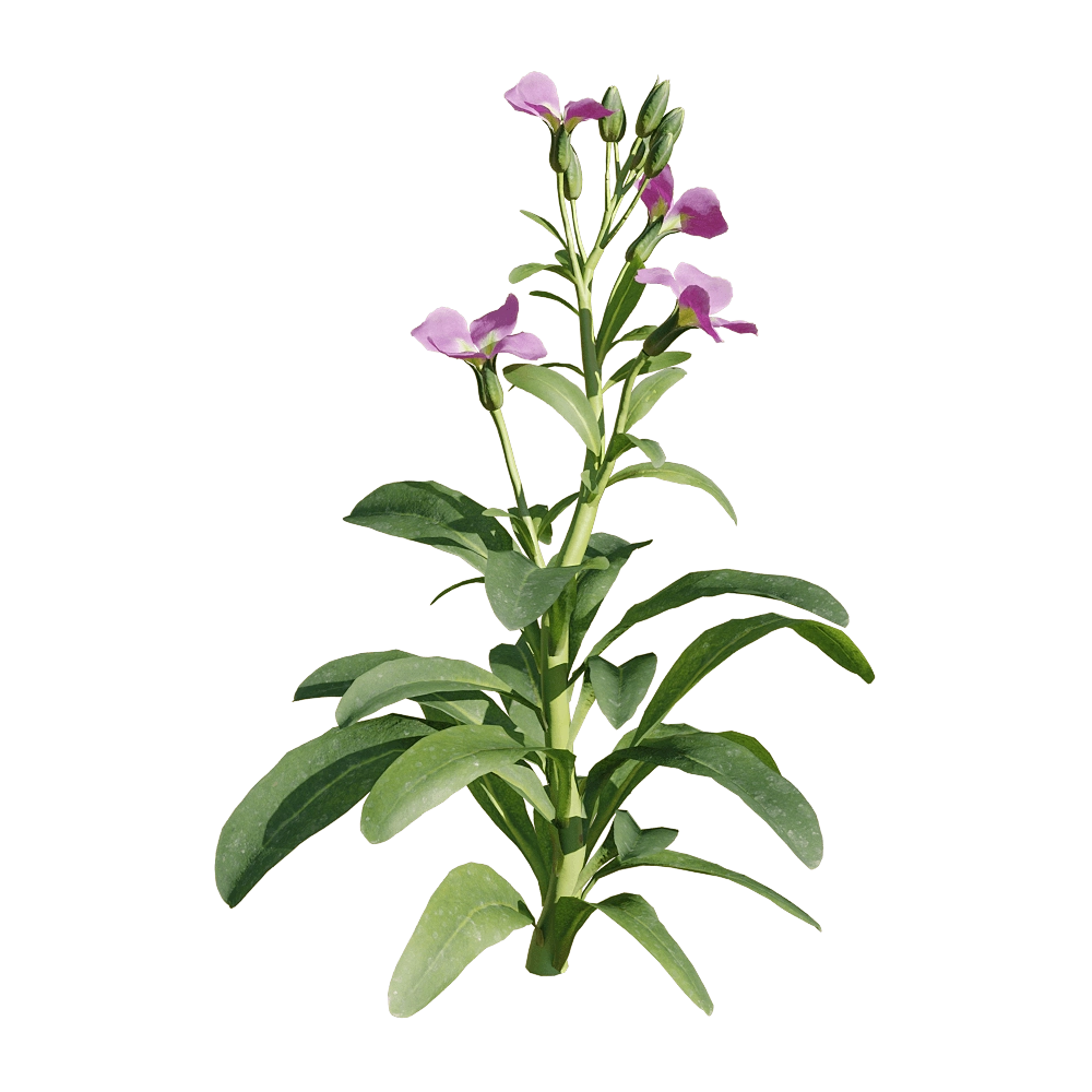 decoration - Matthiola incana 1 3D Model