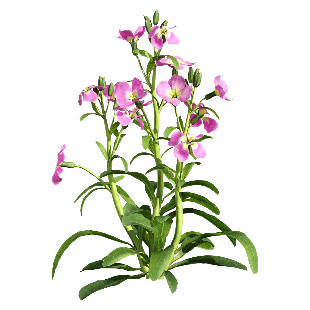 decoration - Matthiola incana 2 3D Model
