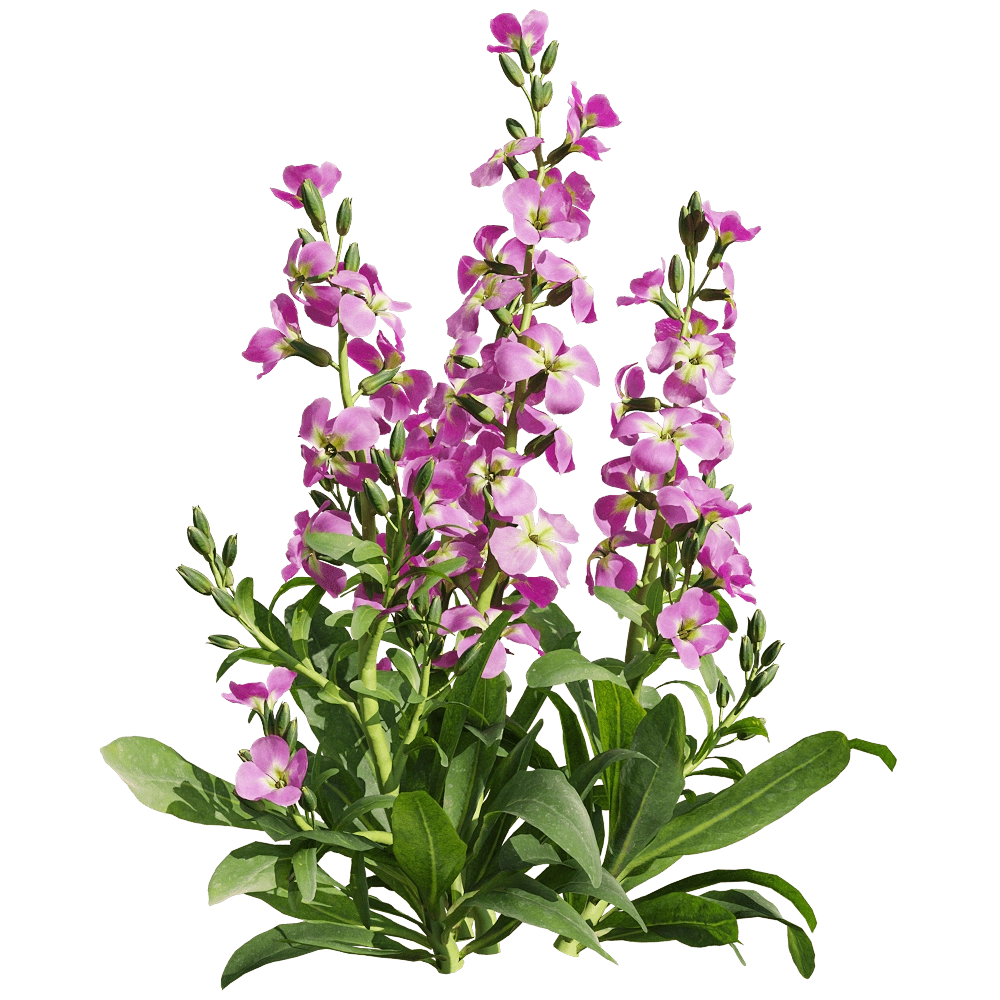 decoration - Matthiola incana 3 3D Model