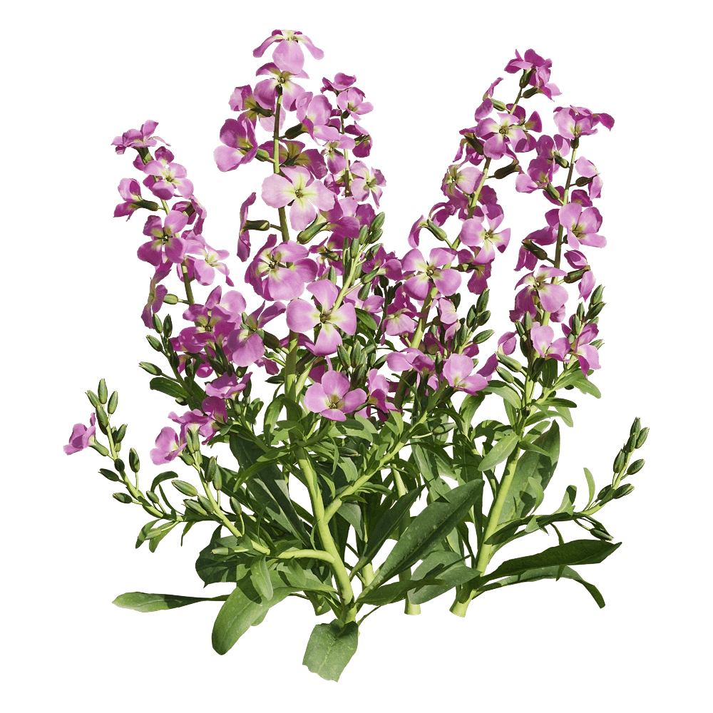 decoration - Matthiola incana 4 3D Model