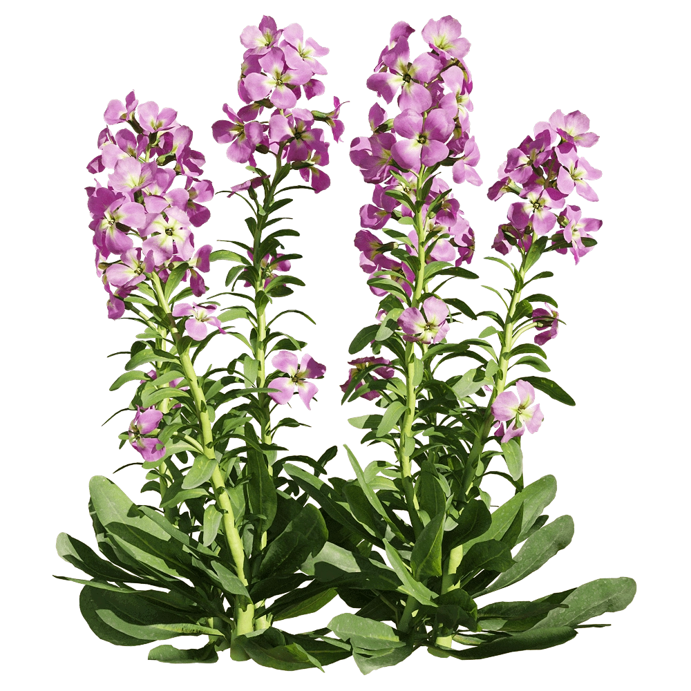 decoration - Matthiola incana 5 3D Model