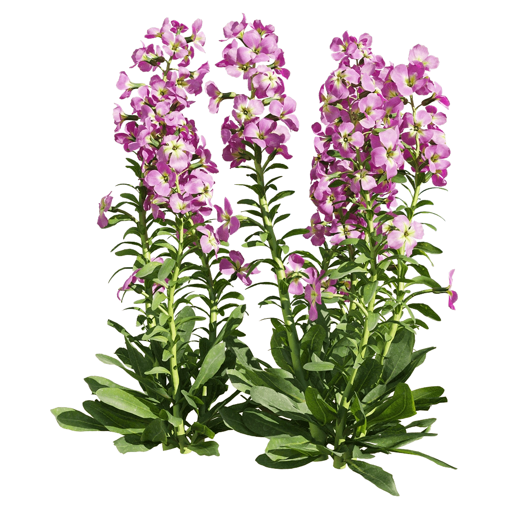 decoration - Matthiola incana 6 3D Model