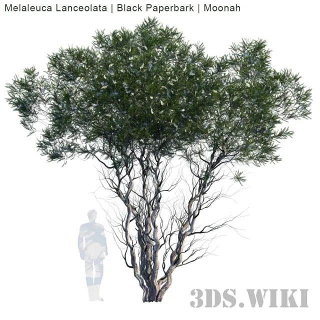 decoration - Melaleuca Lanceolata Black Paperbark Moonah 3D Model