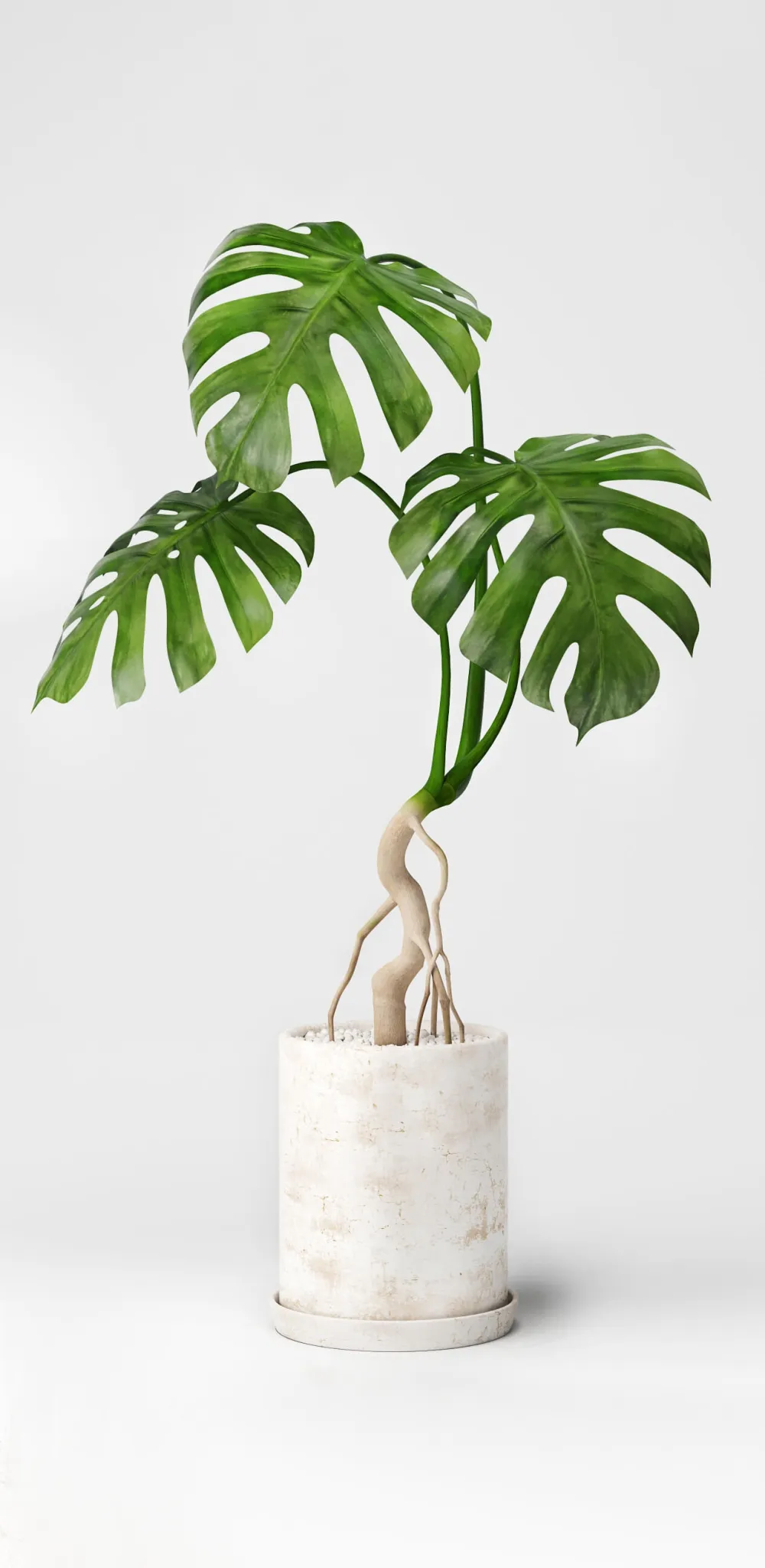decoration - Monstera 01 3D Model