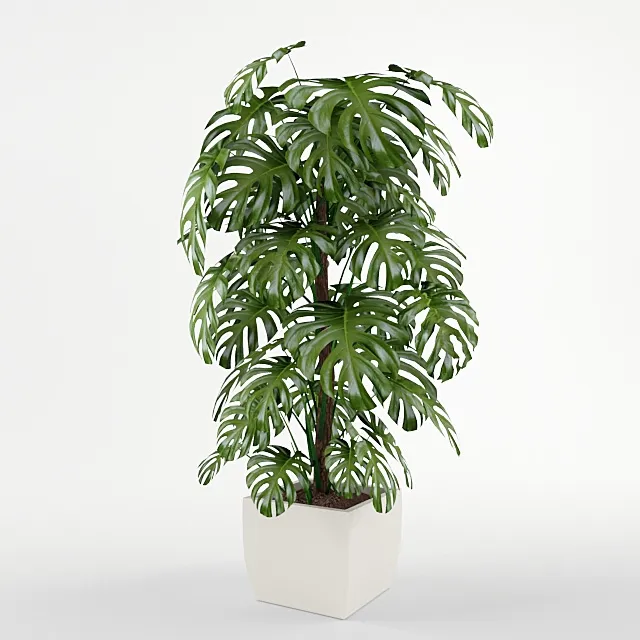 decoration - Monstera 3D Model