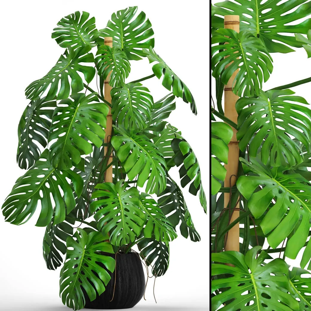 decoration - Monstera 4 1 3D Model