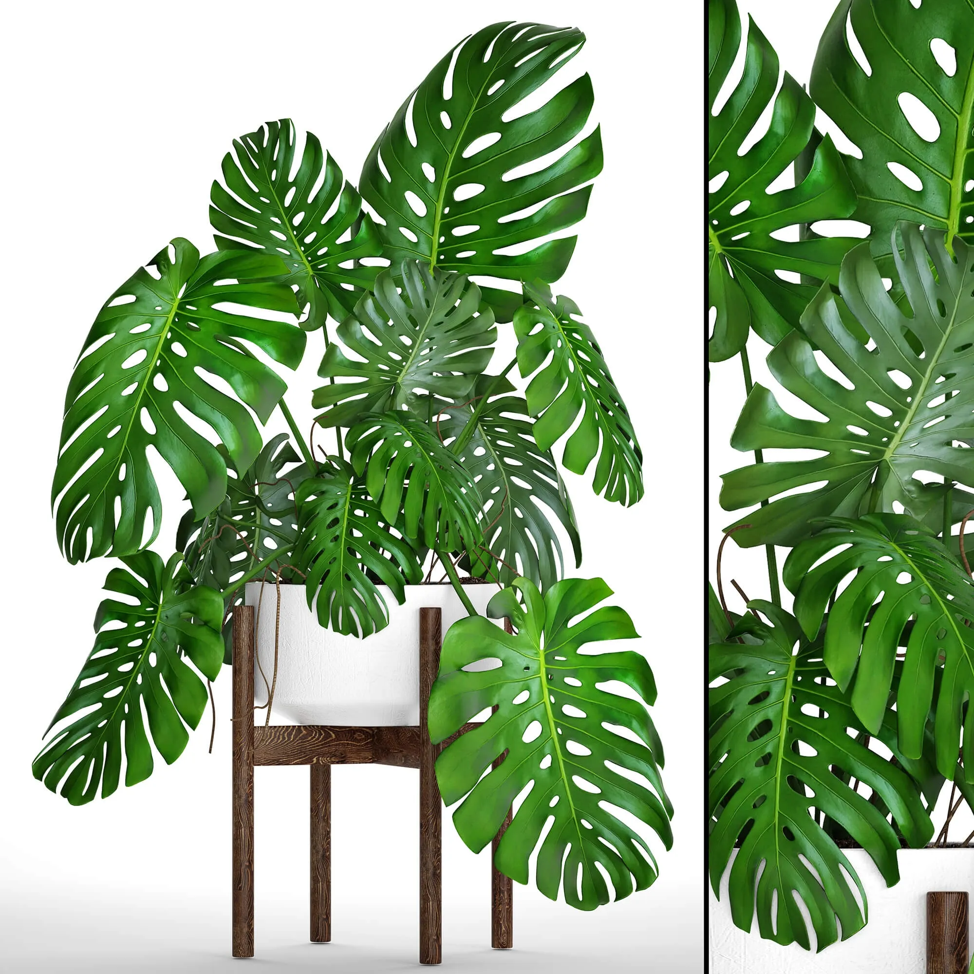 decoration - Monstera 5 1 3D Model