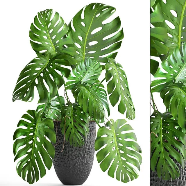 decoration - Monstera 6 1 3D Model