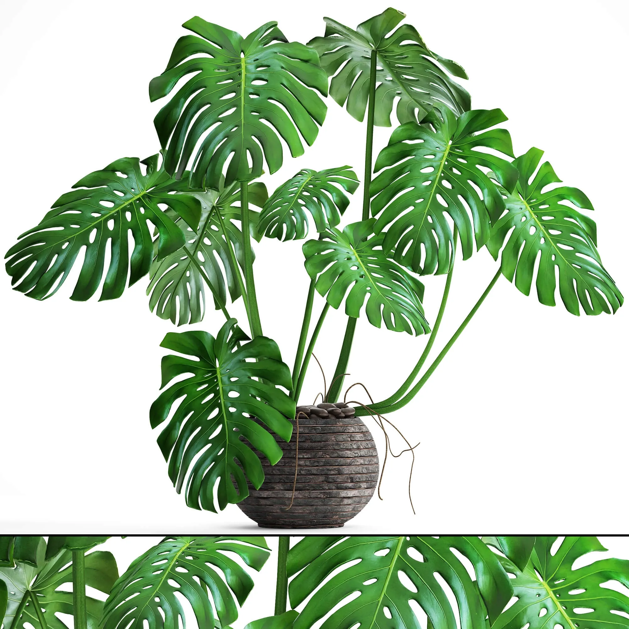 decoration - Monstera 6 2 3D Model