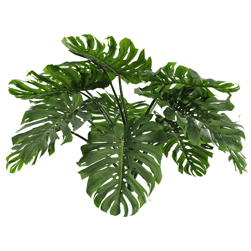decoration - Monstera deliciosa 1 3D Model