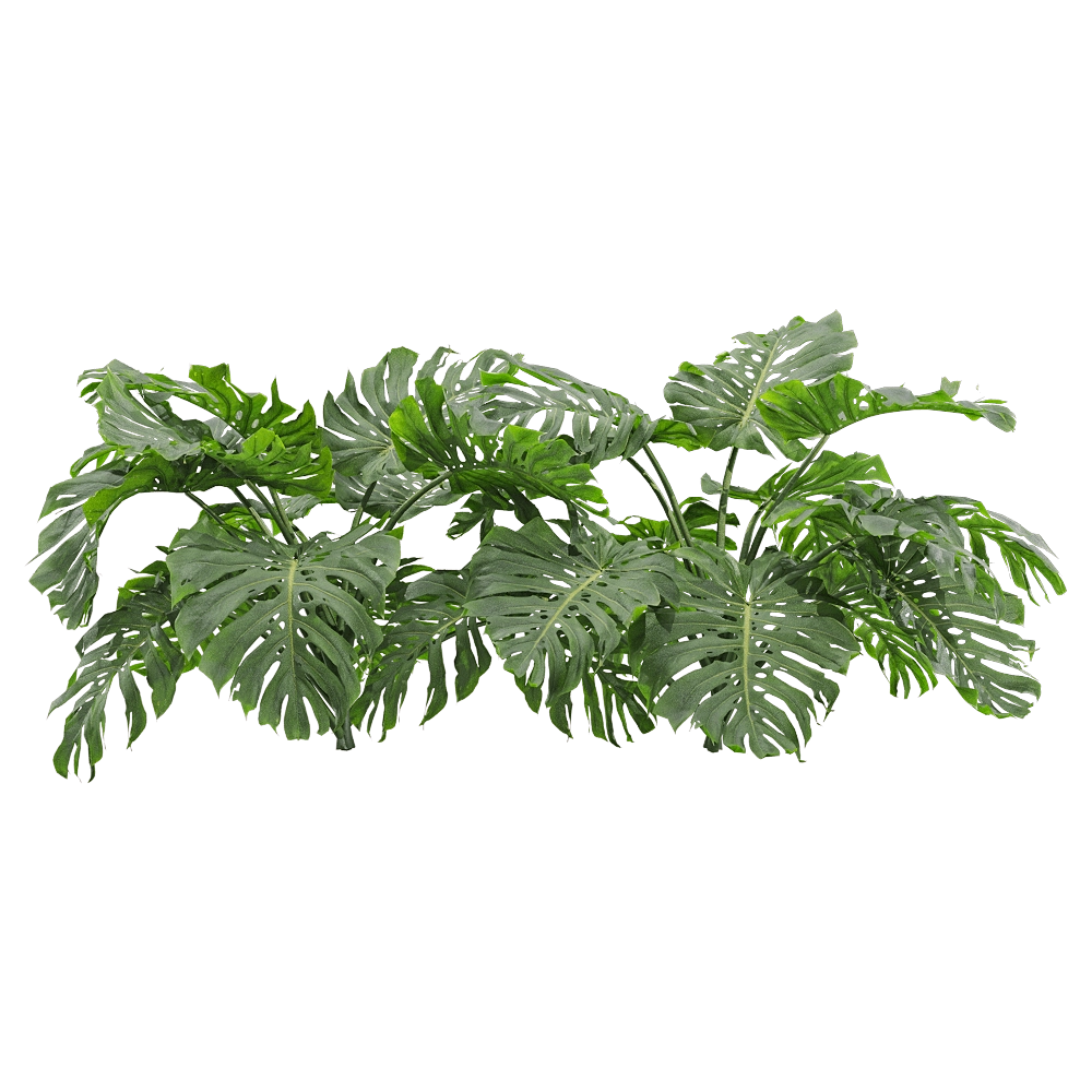 decoration - Monstera deliciosa 3 3D Model