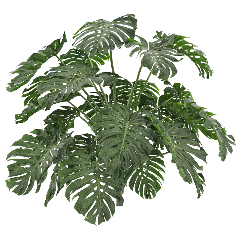decoration - Monstera deliciosa 4 3D Model
