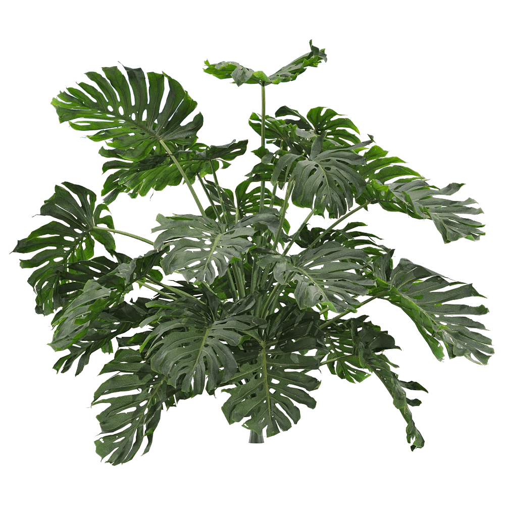 decoration - Monstera deliciosa 5 3D Model
