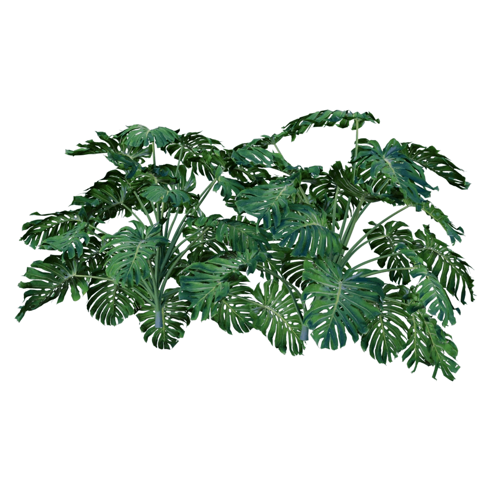 decoration - Monstera Deliciosa 6 3D Model