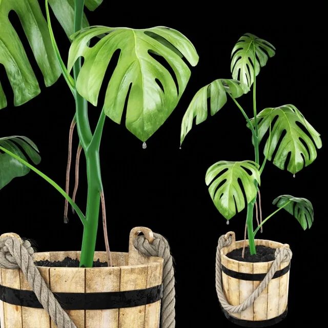 decoration - Monstera in a wooden tub 3D Model
