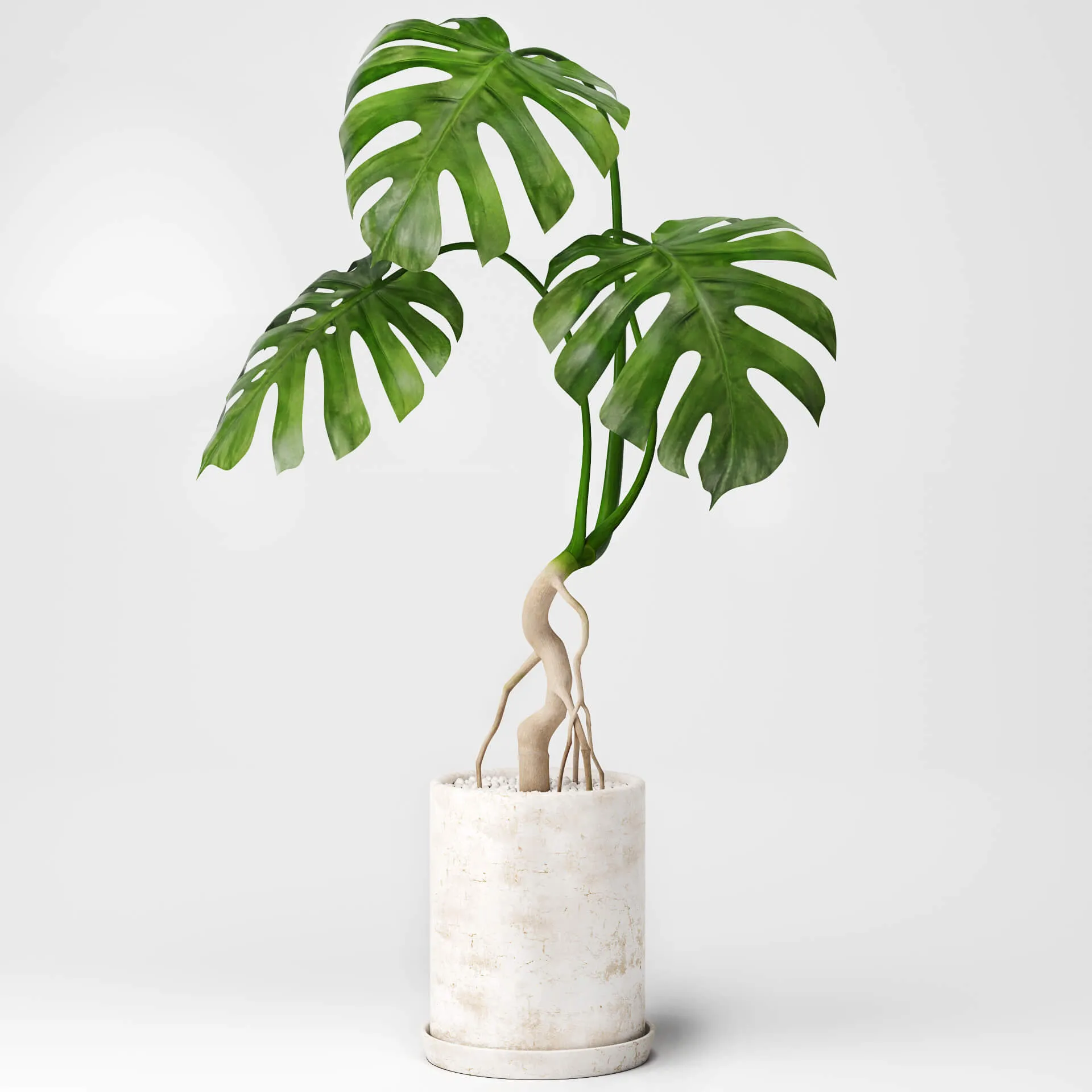 decoration - Monstera plant 01 3D Model