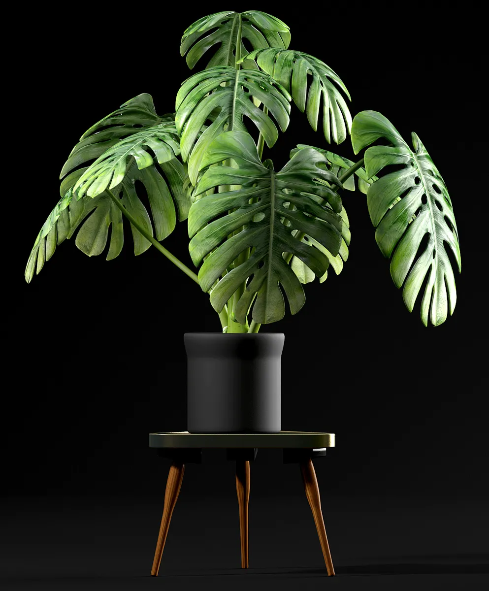 decoration - Monstera Plants 50 3D Model