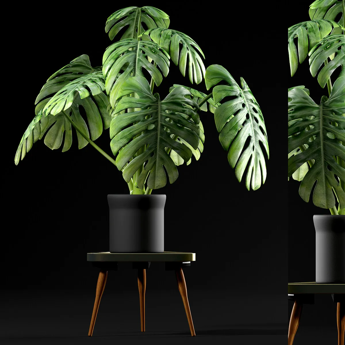 decoration - Monstera plants 50 3D Model