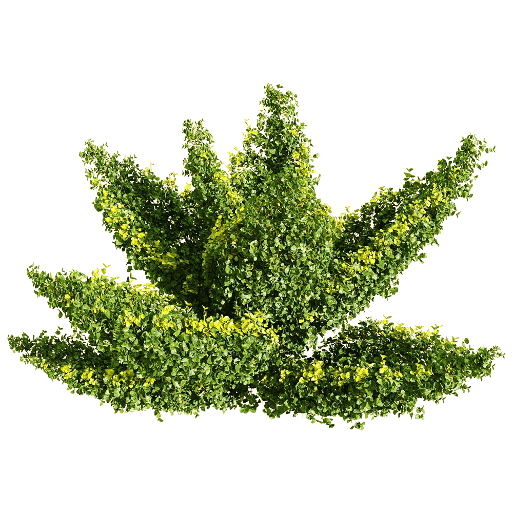 decoration - Muehlenbeckia complexa 1 3D Model