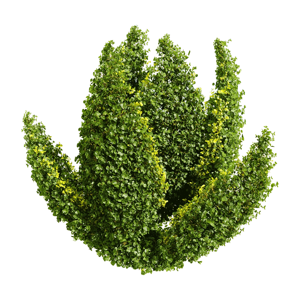 decoration - Muehlenbeckia complexa 2 3D Model