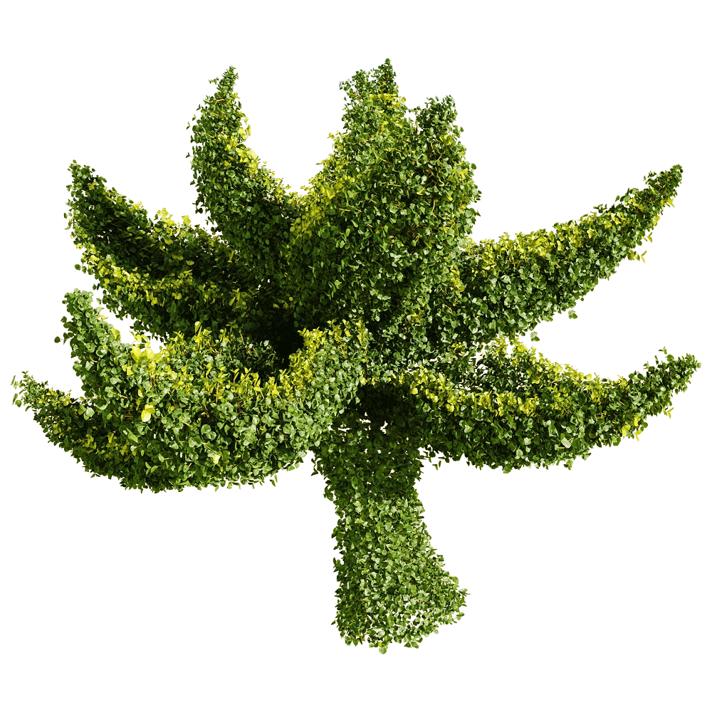 decoration - Muehlenbeckia complexa 3 3D Model