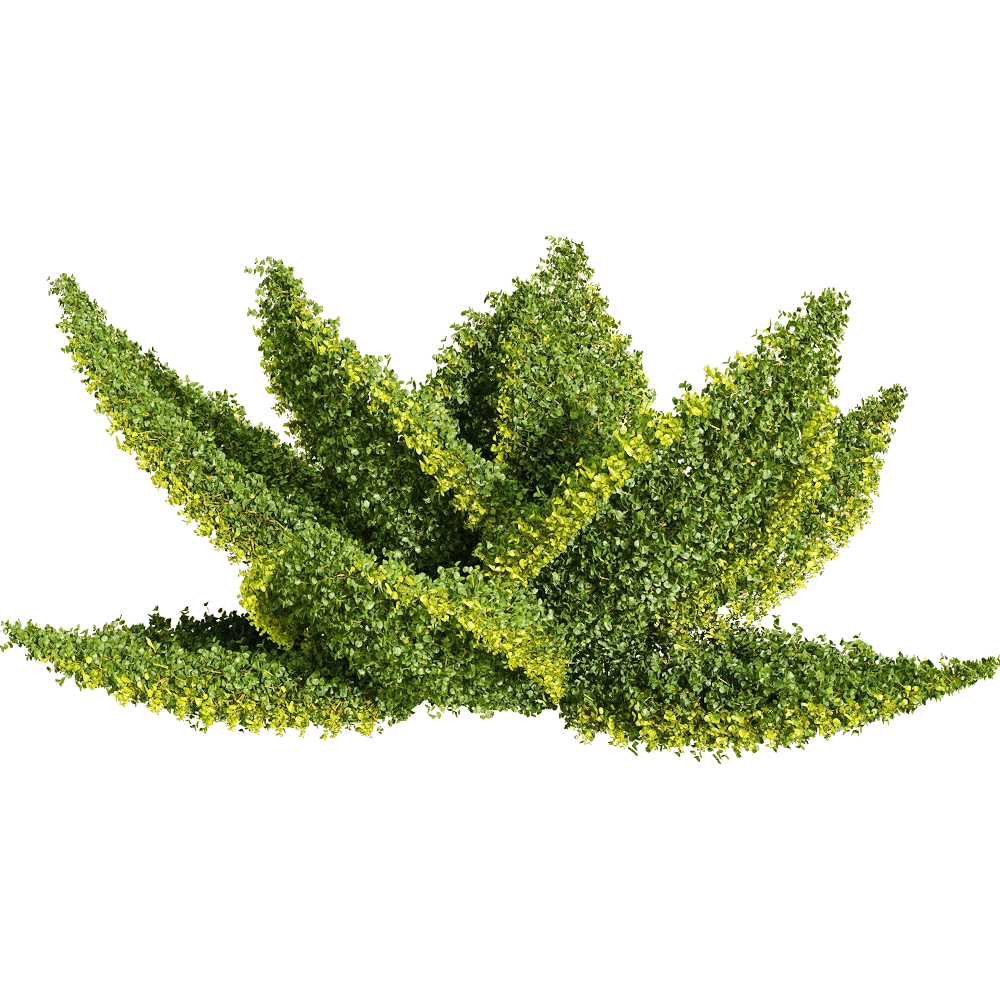 decoration - Muehlenbeckia complexa 6 3D Model