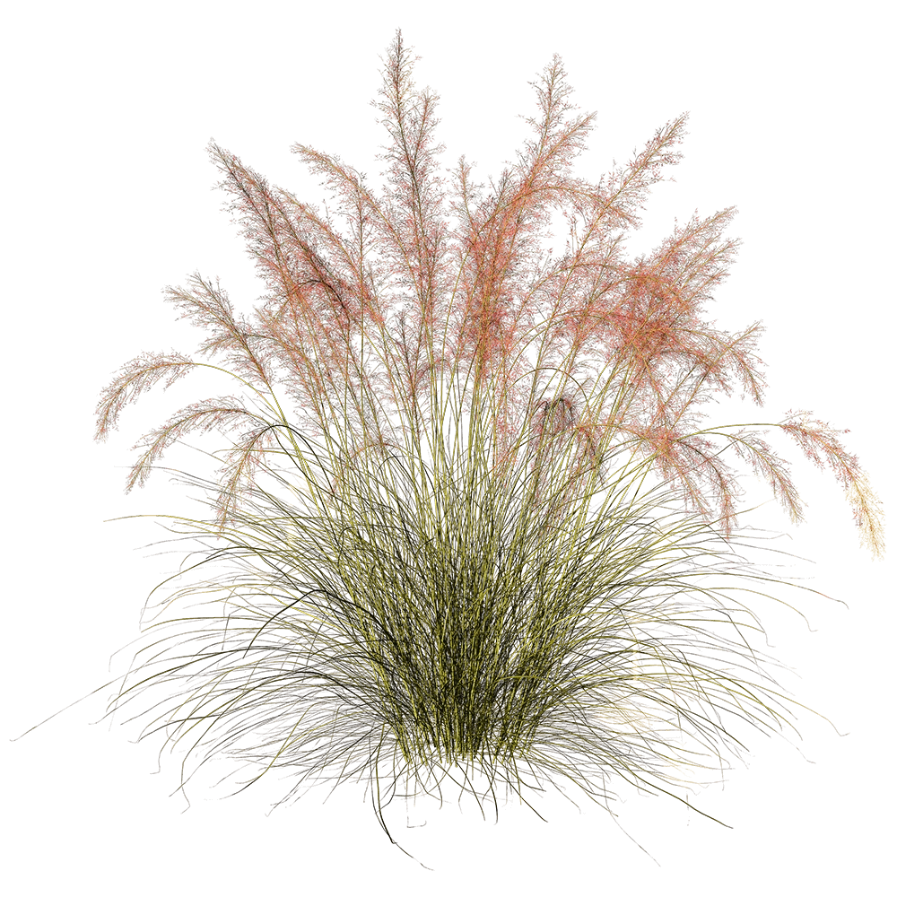 decoration - Muhlenbergia Capillaris 01 01 3D Model