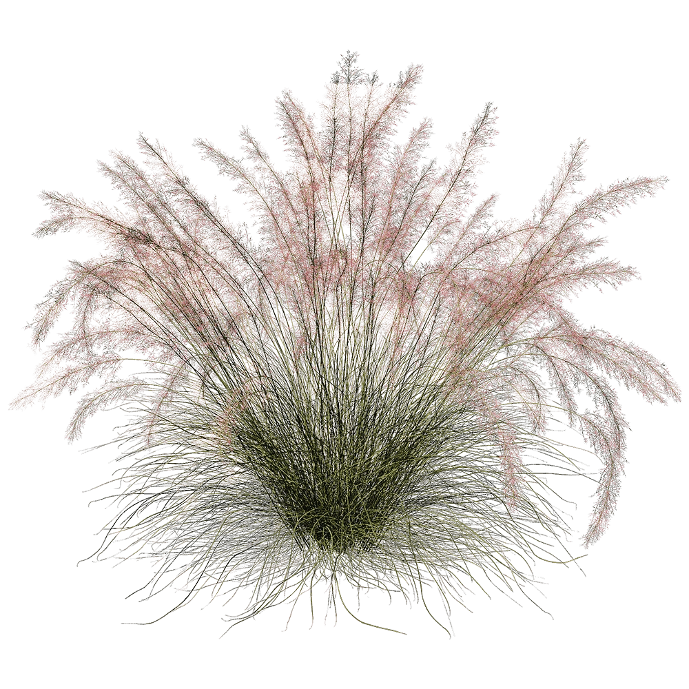 decoration - Muhlenbergia Capillaris 01 02 3D Model