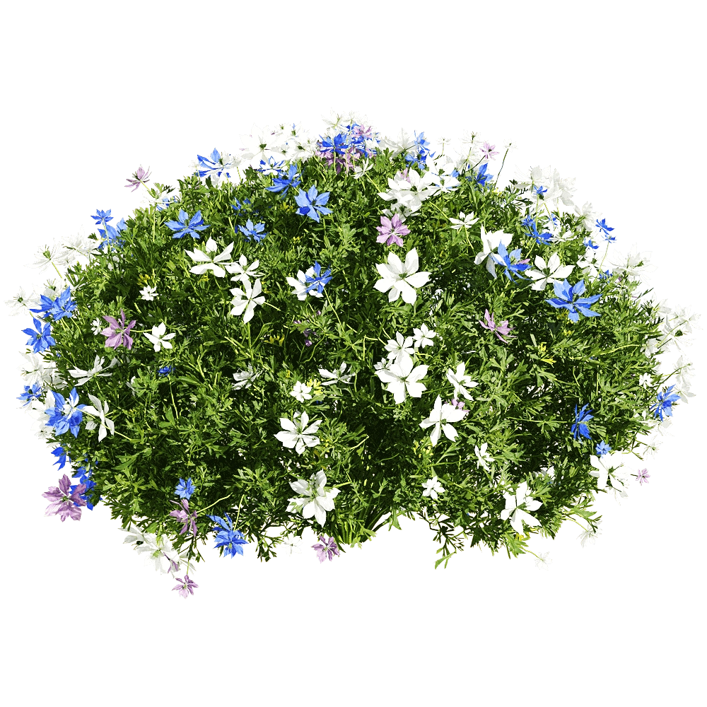 decoration - Nigella damascena 2 3D Model