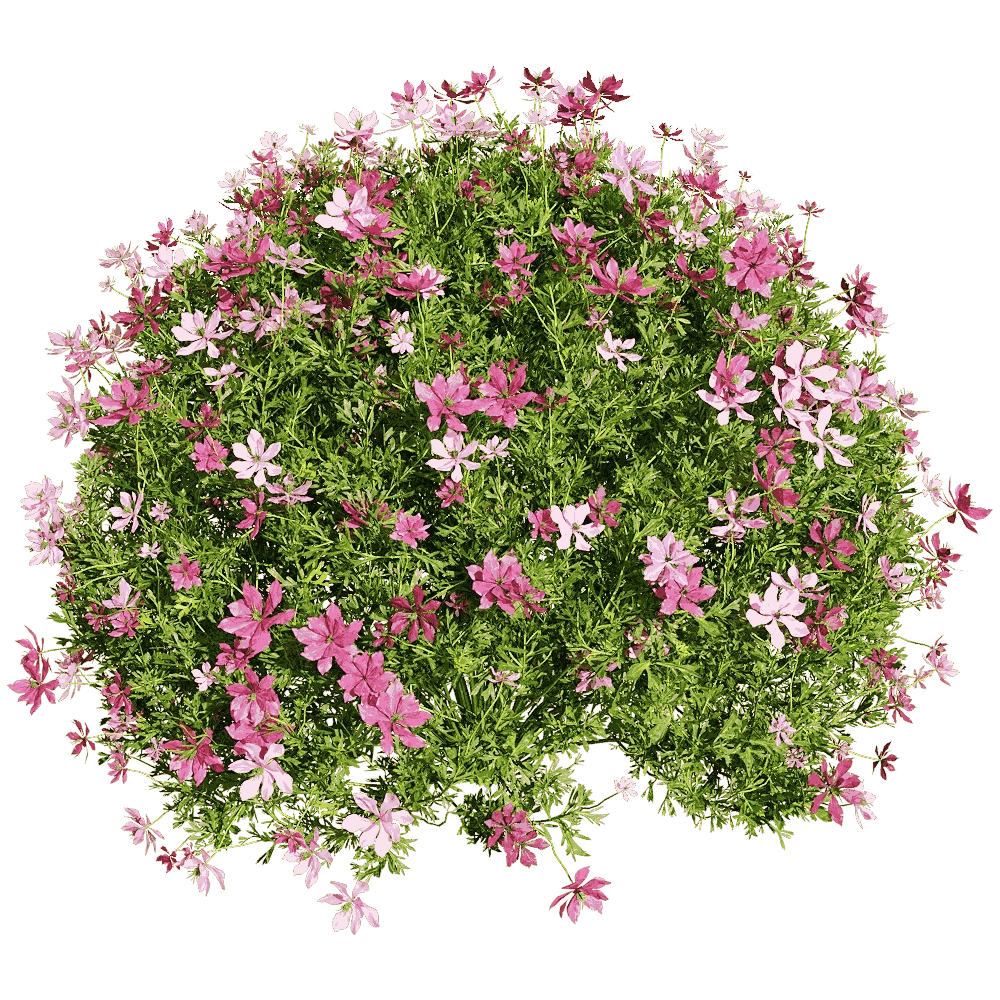 decoration - Nigella damascena 3 3D Model