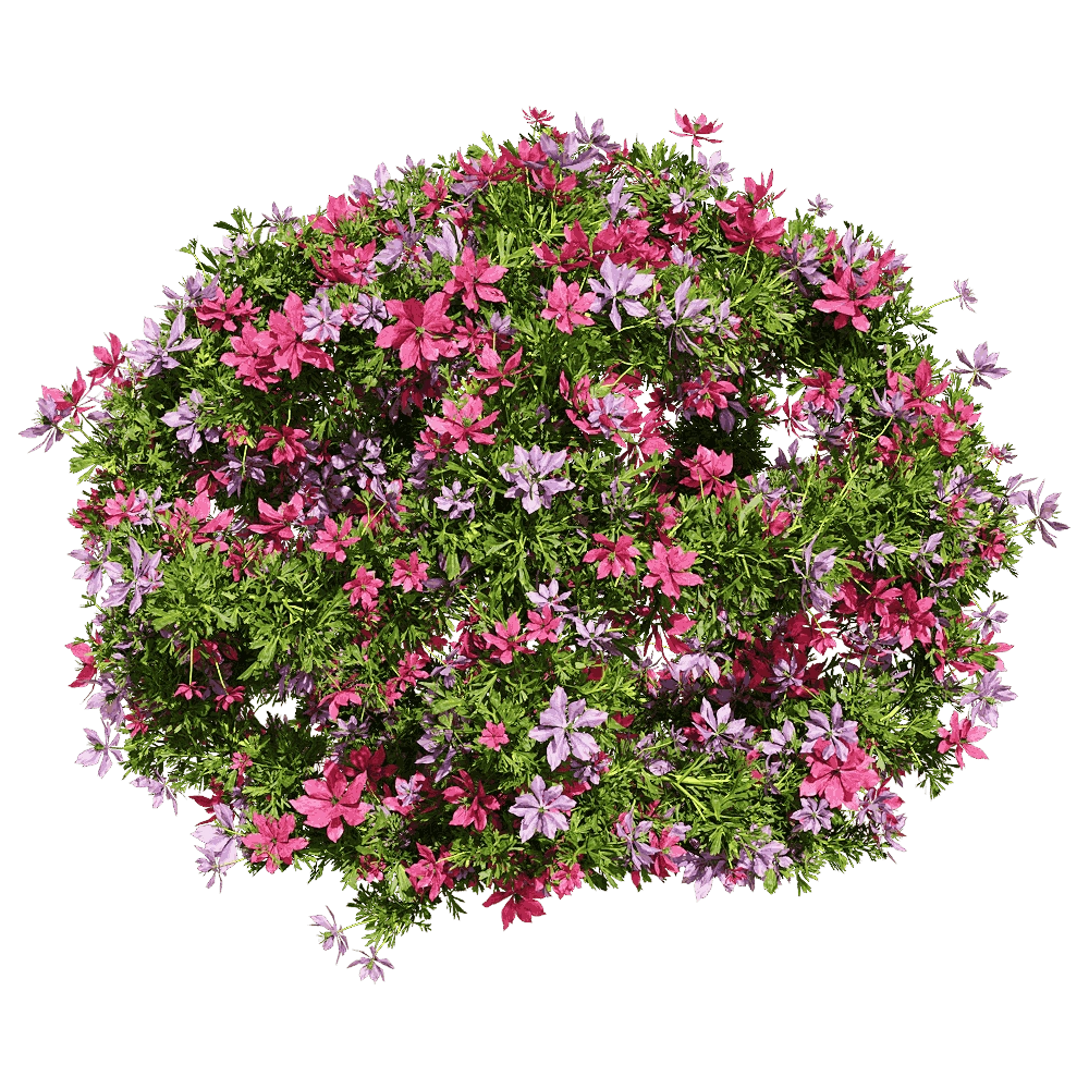 decoration - Nigella damascena 4 3D Model