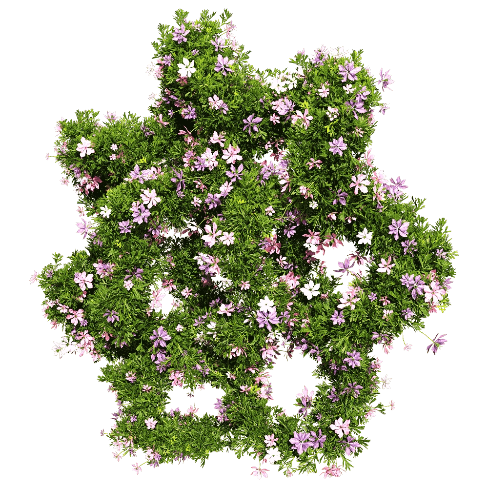 decoration - Nigella damascena 5 3D Model