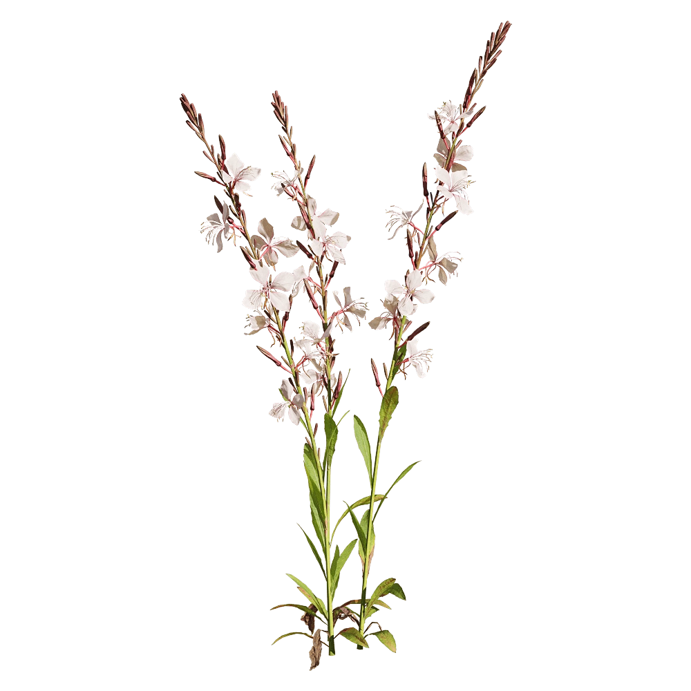 decoration - Oenothera lindheimeri 1 3D Model