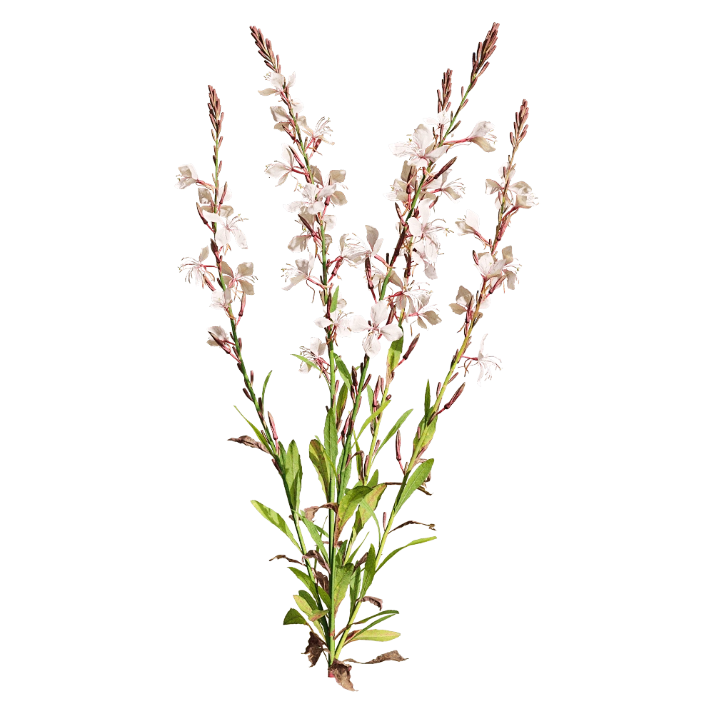 decoration - Oenothera lindheimeri 2 3D Model