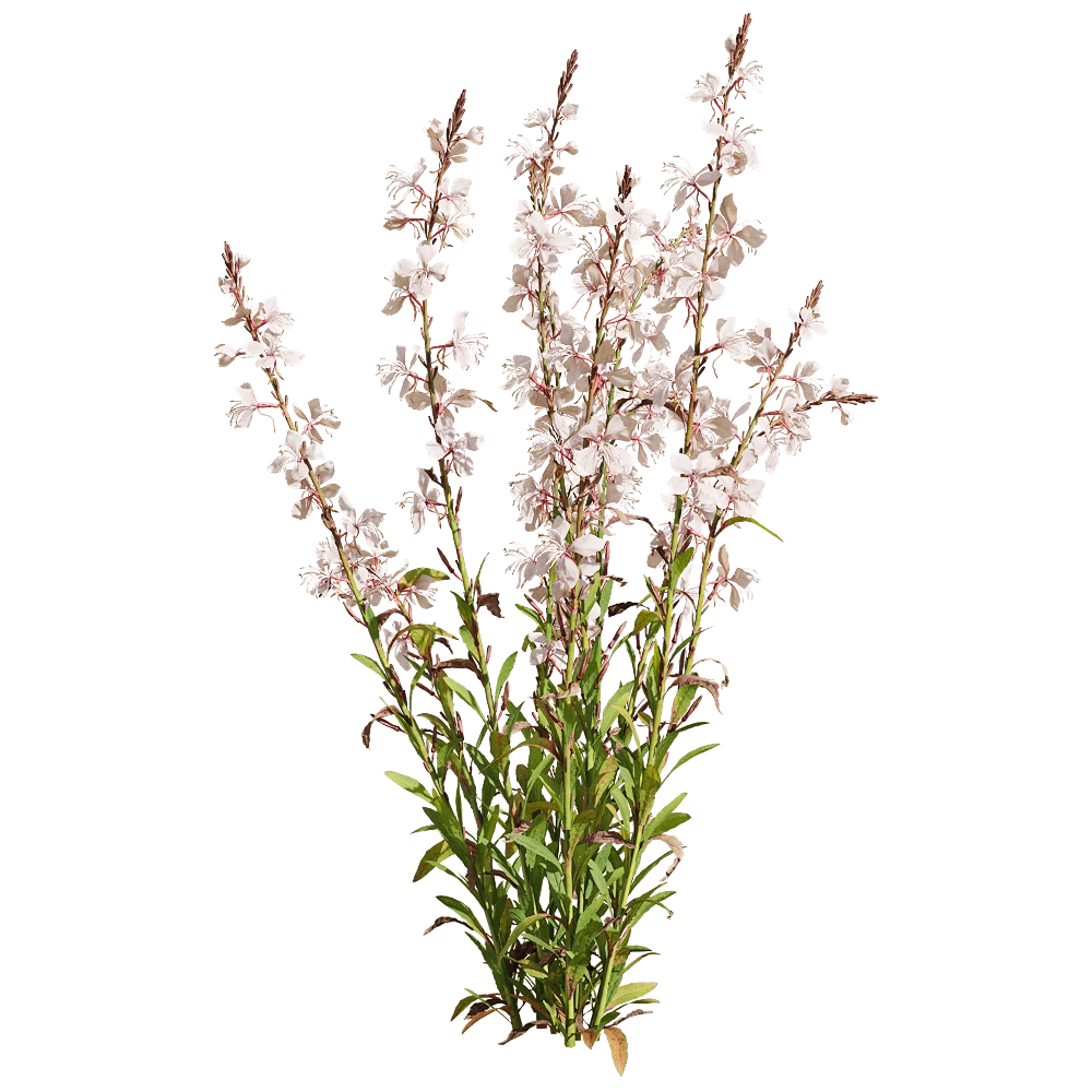 decoration - Oenothera lindheimeri 3 3D Model