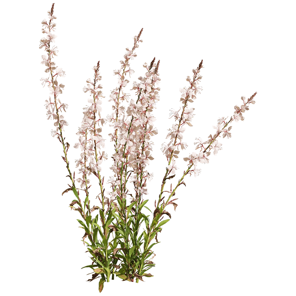 decoration - Oenothera lindheimeri 4 3D Model