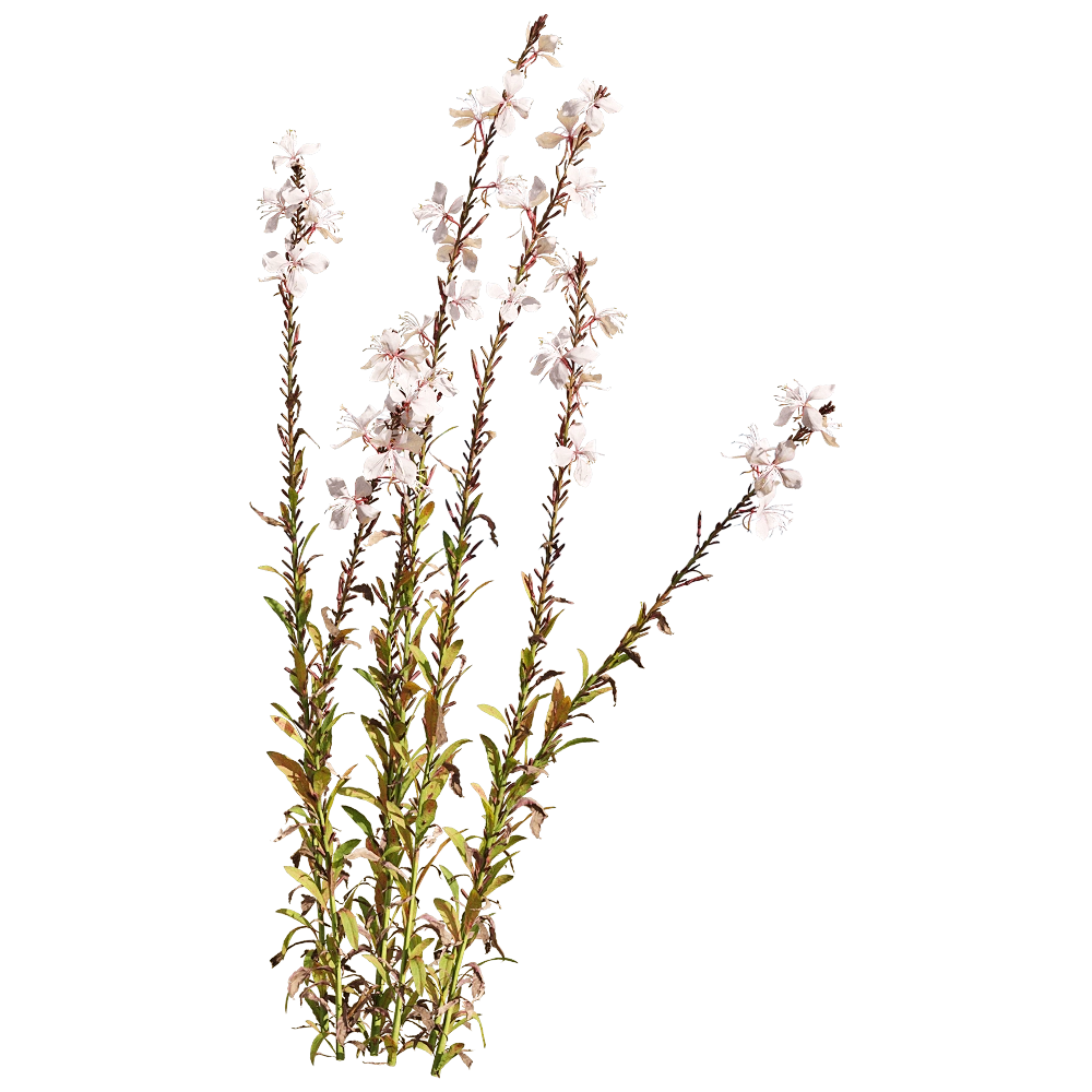 decoration - Oenothera lindheimeri 5 3D Model