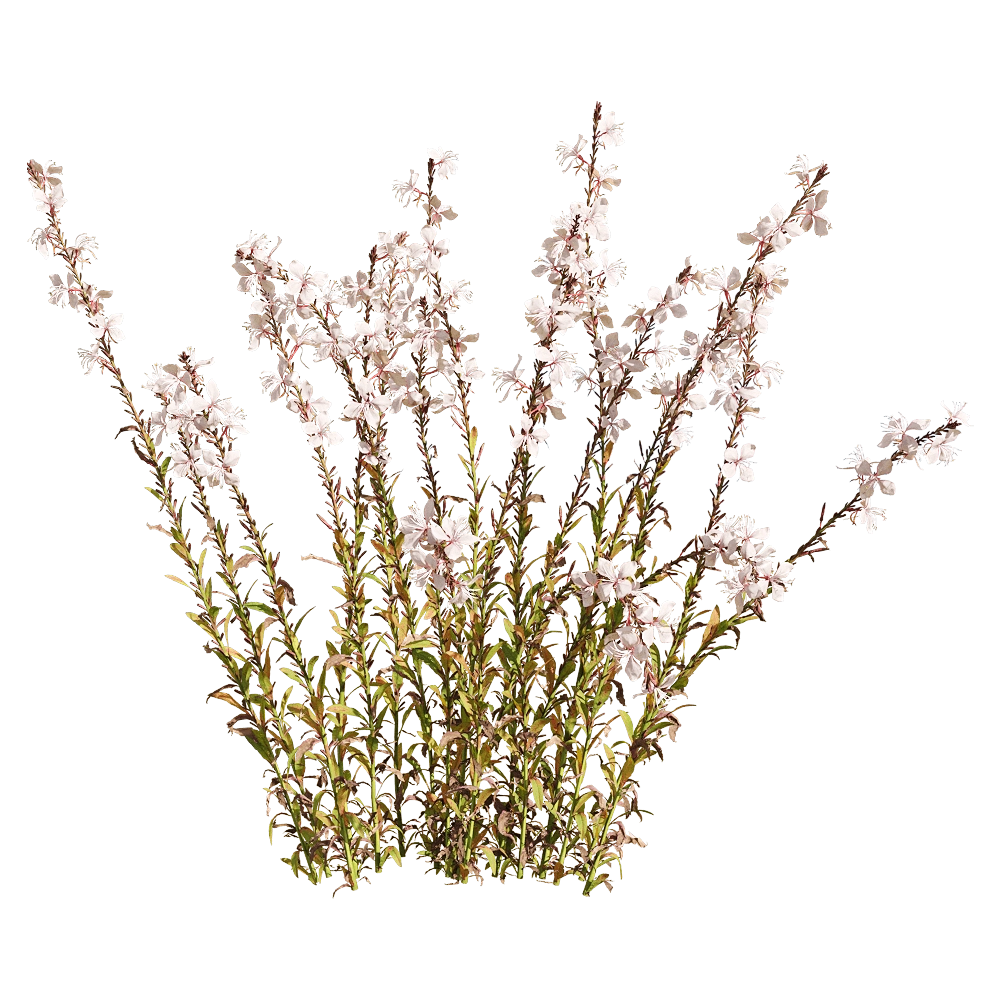 decoration - Oenothera lindheimeri 6 3D Model