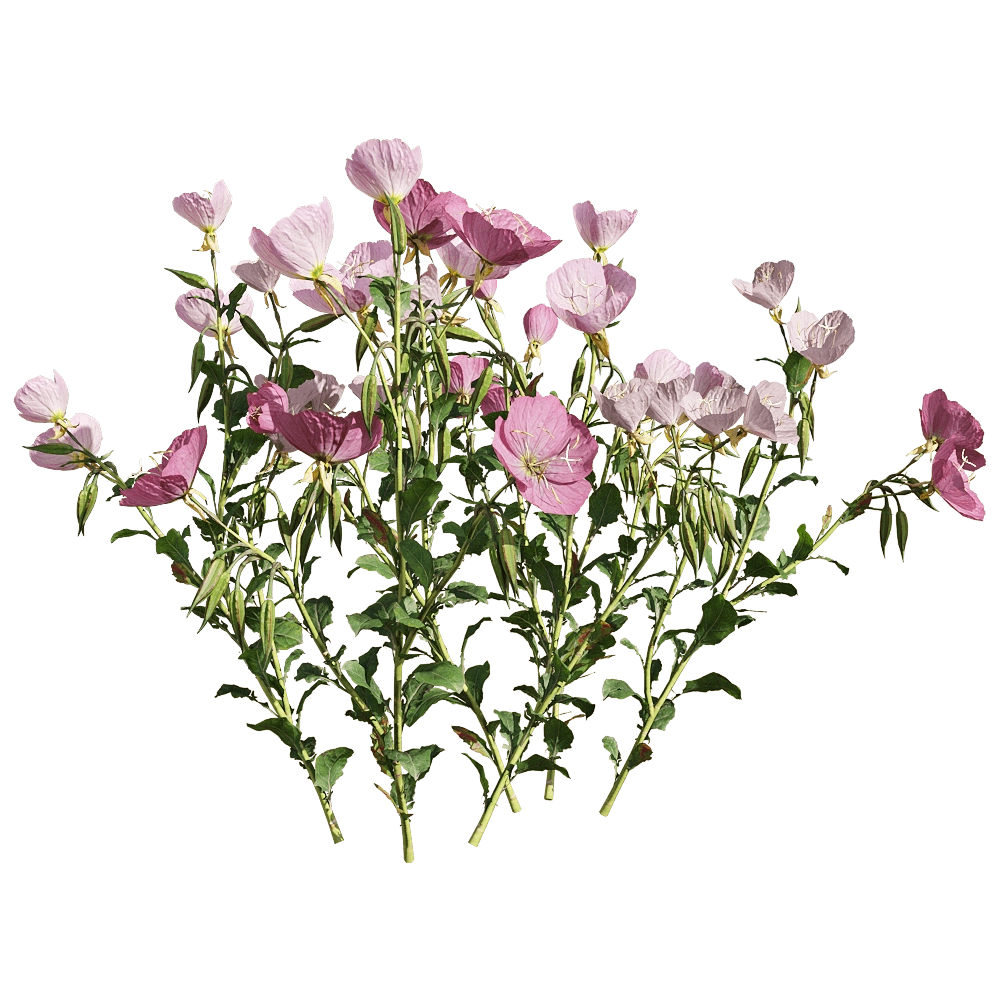 decoration - Oenothera speciosa 1 3D Model