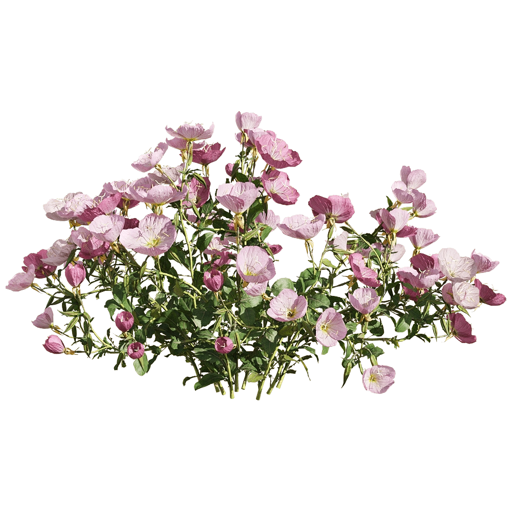 decoration - Oenothera speciosa 2 3D Model