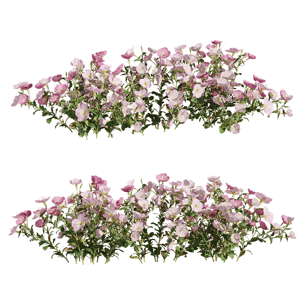 decoration - Oenothera speciosa 3 3D Model