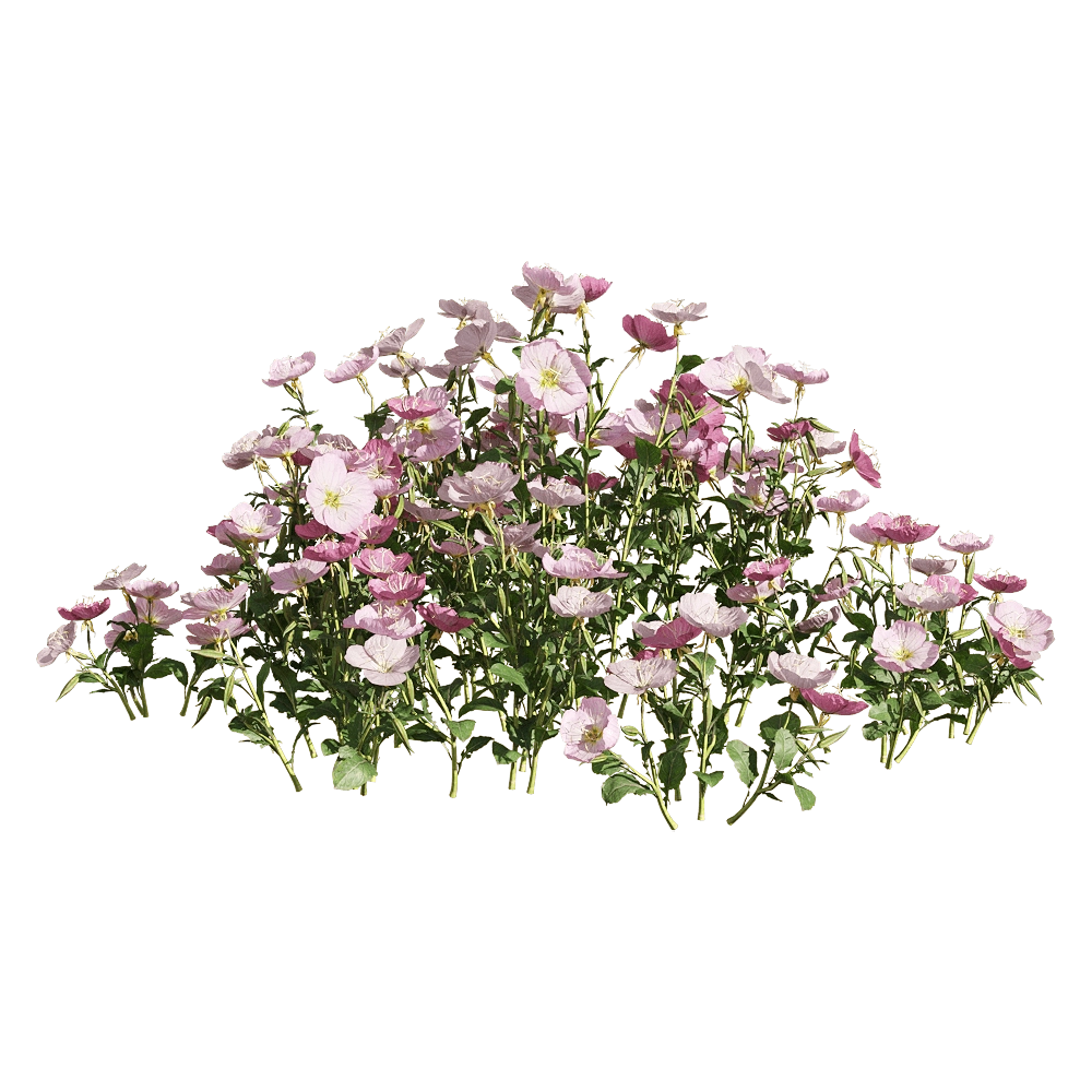 decoration - Oenothera speciosa 4 3D Model