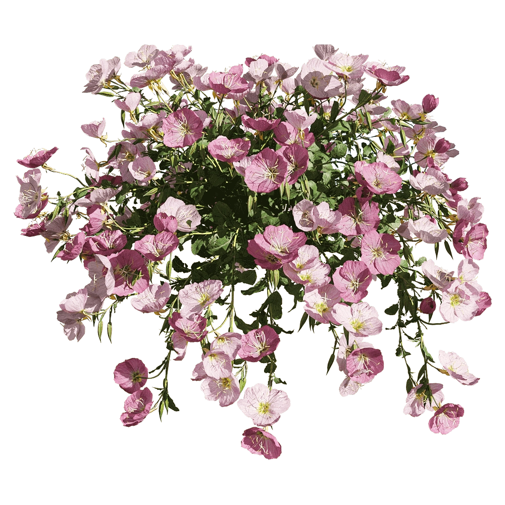 decoration - Oenothera speciosa 5 3D Model