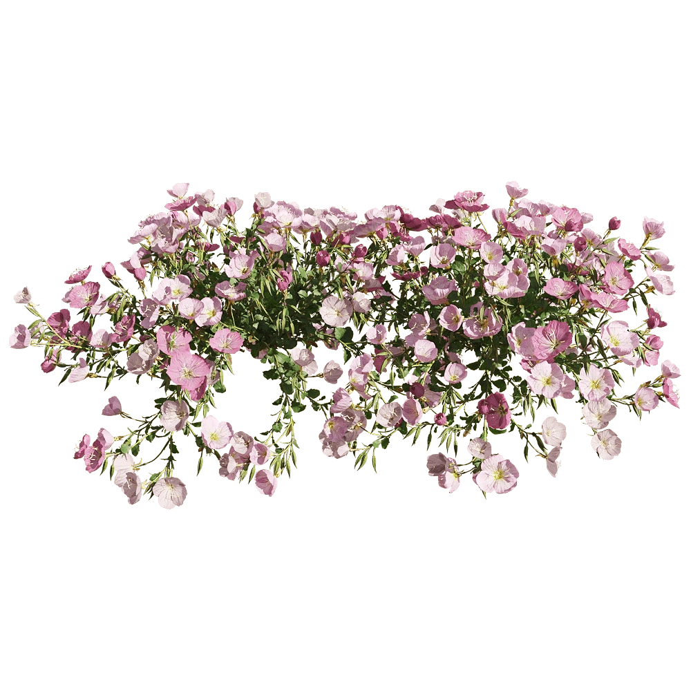 decoration - Oenothera speciosa 6 3D Model