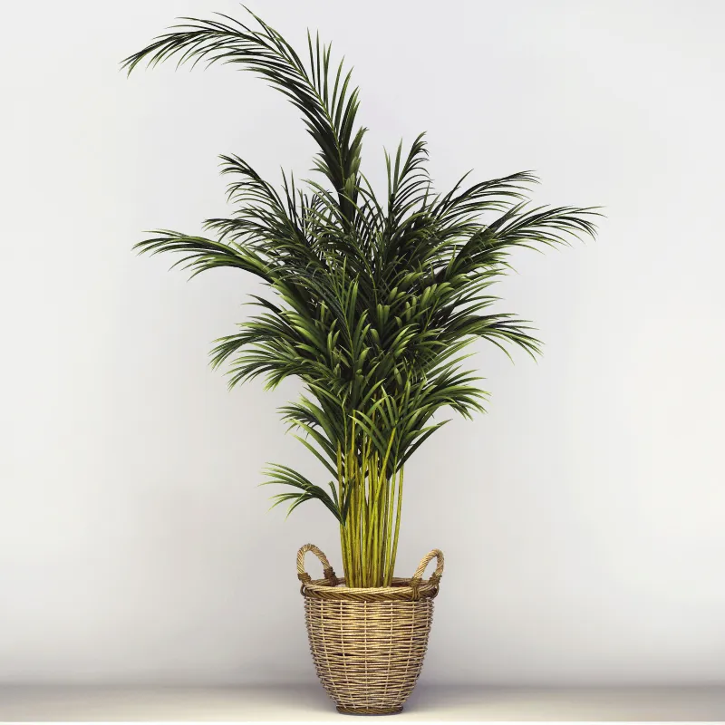 decoration - Office tree 056 3D Model