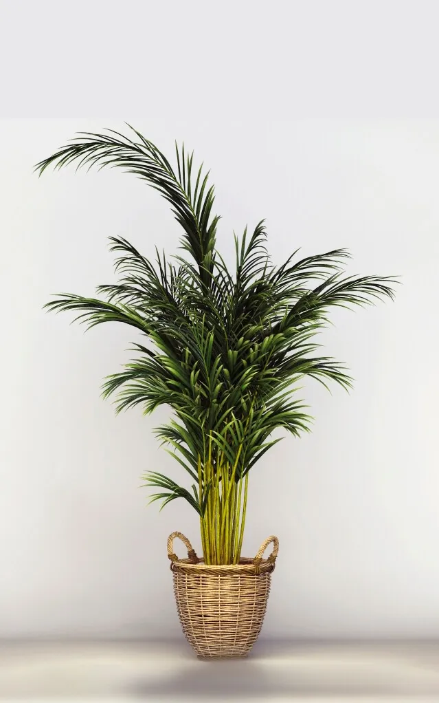 decoration - Office Tree 3D Model