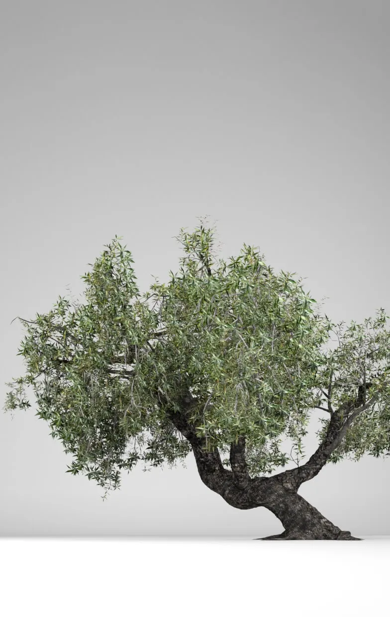 decoration - Olea Europaea 3D Model