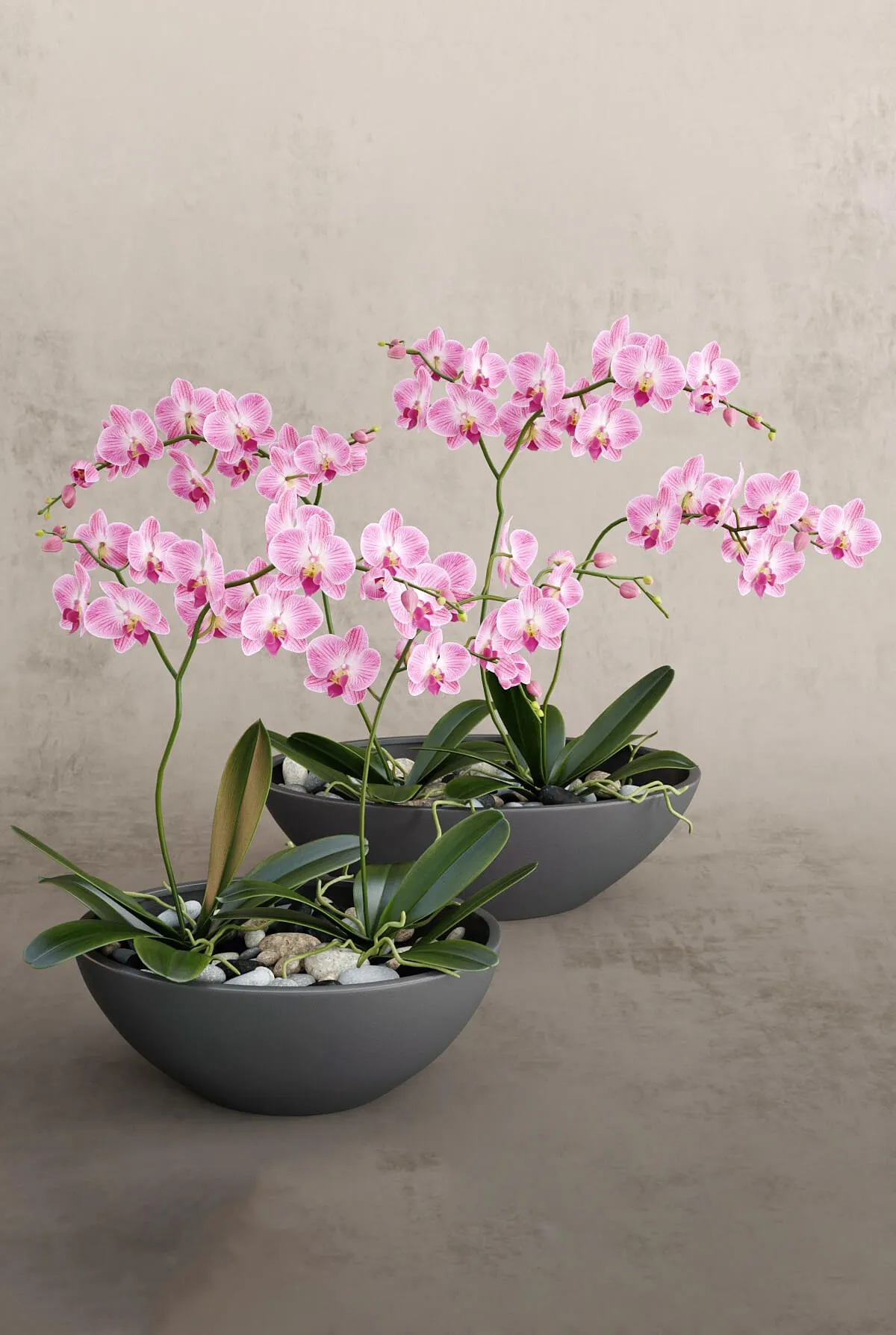 decoration - Orchid 32 3D Model
