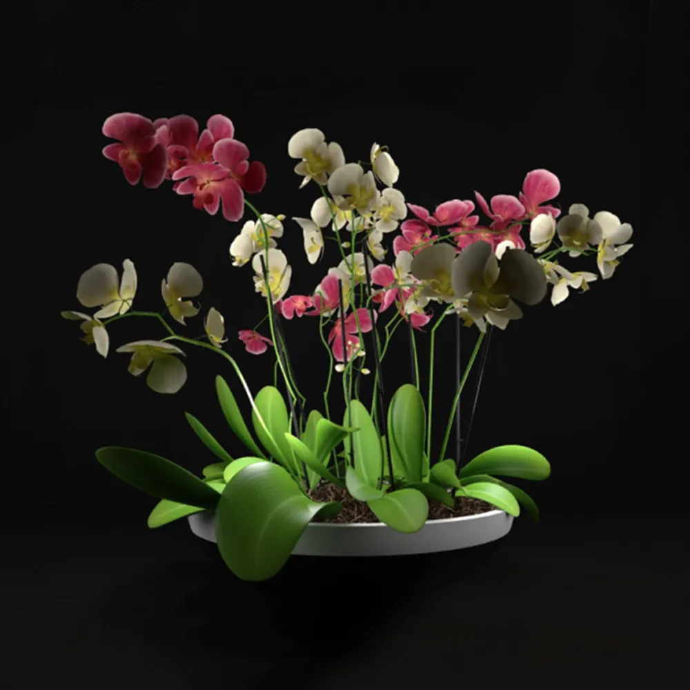 decoration - Orchids 3D Model